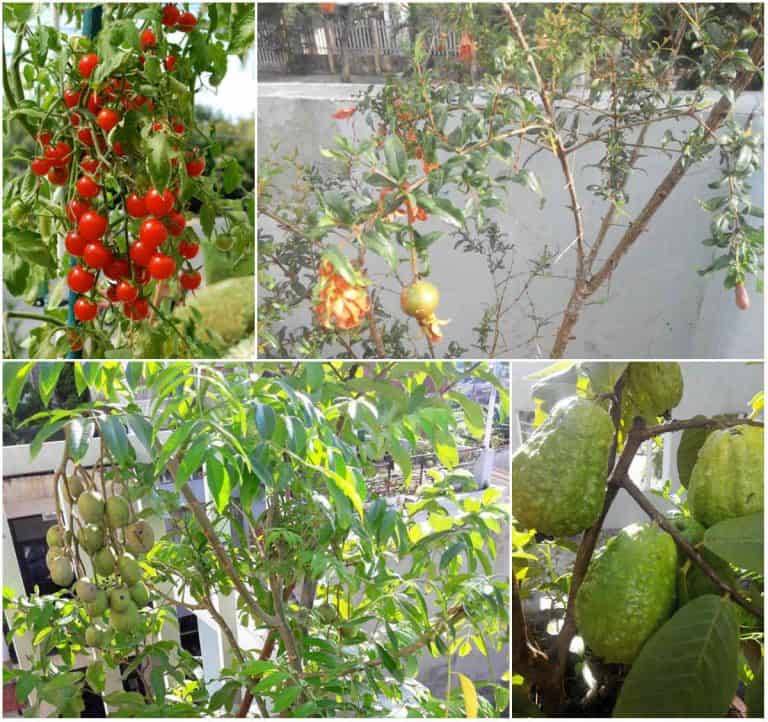 các loại cây ăn quả trồng trong chậu các loại cây ăn quả trồng trong chậu