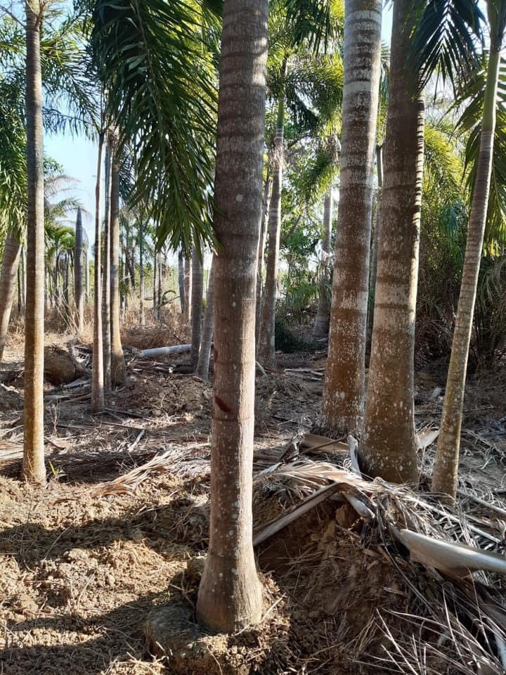 Thi công cảnh quan 