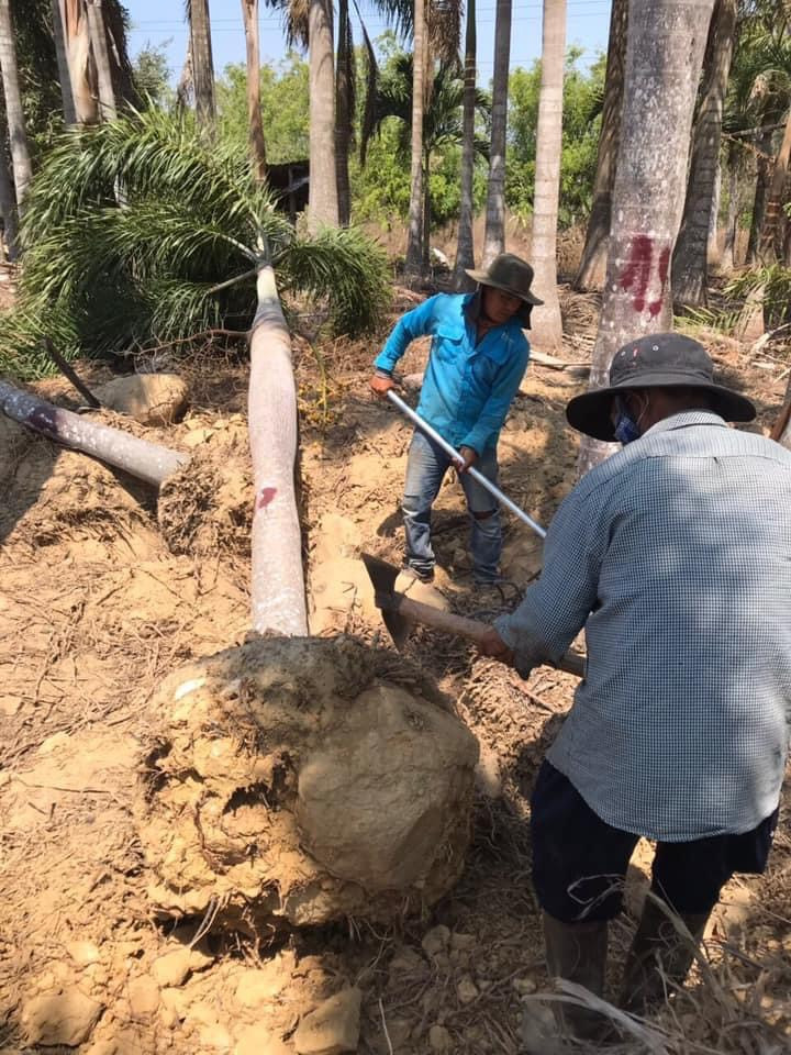 Thi công cảnh quan 