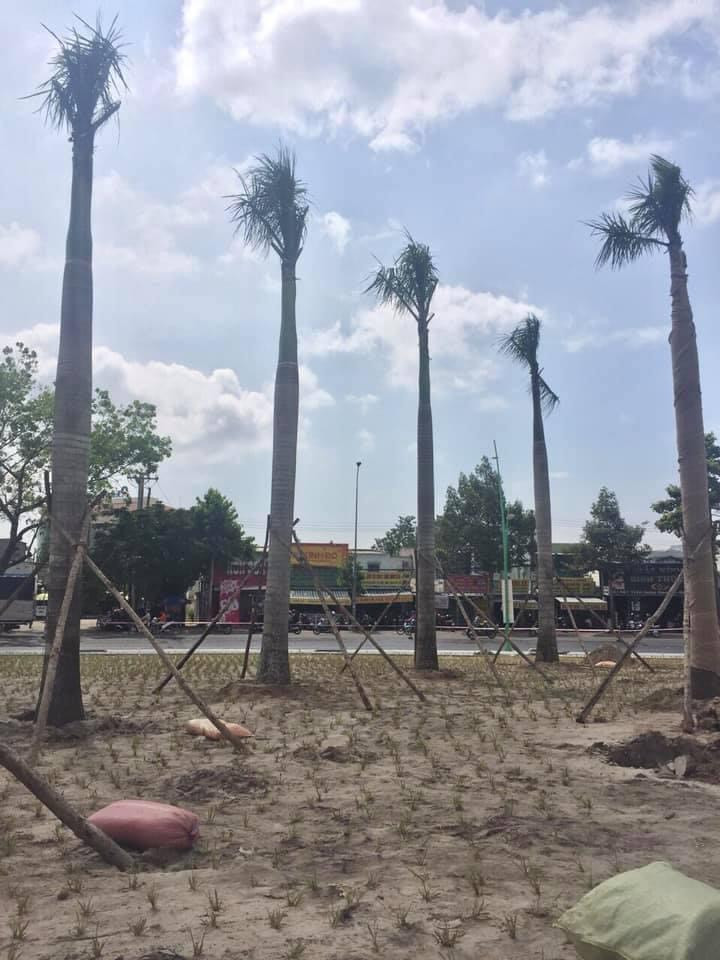 Thi công thiết kế cây xanh 