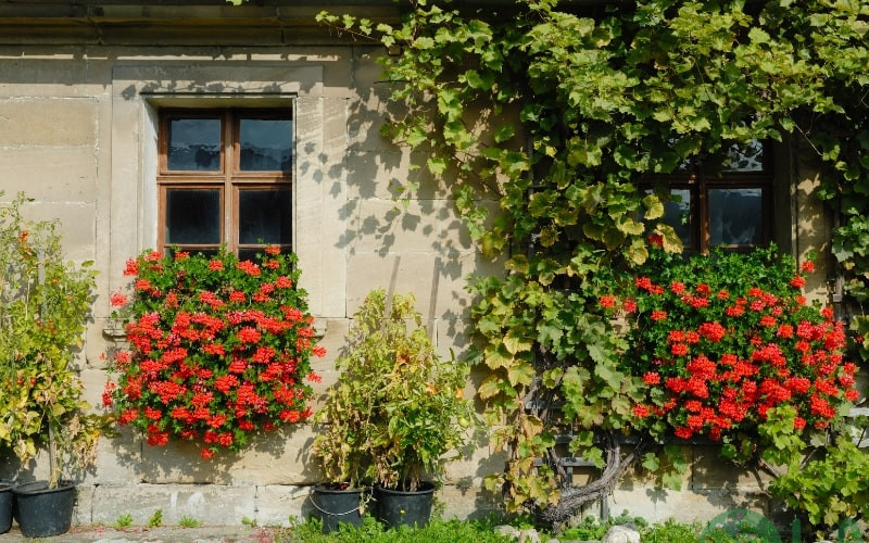 các phong cách thiết kế sân vườn