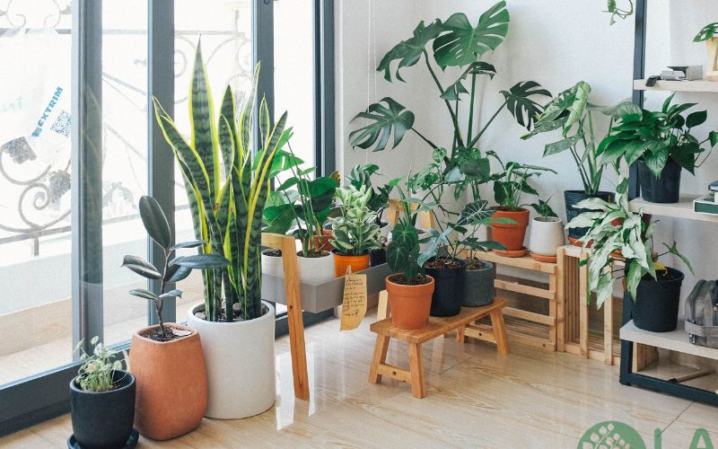 thiết kế cây xanh trong nhà