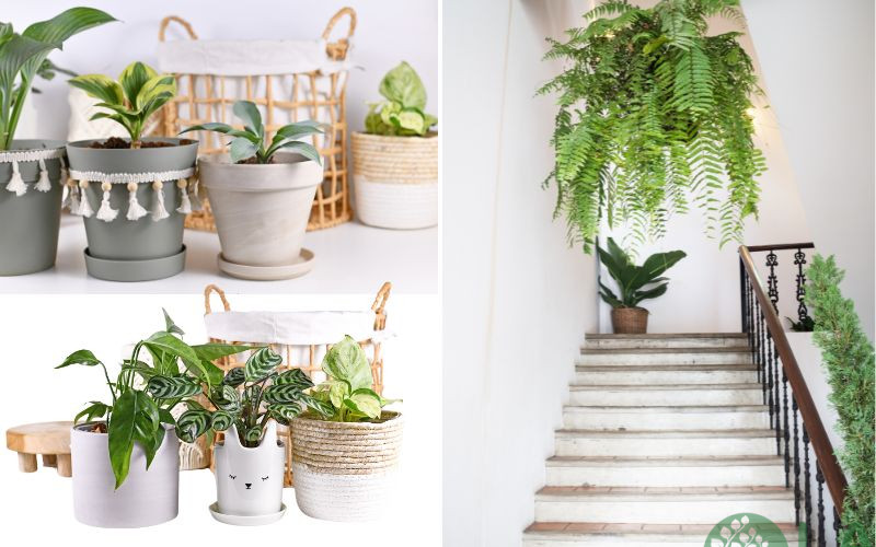 thiết kế cây xanh trong nhà