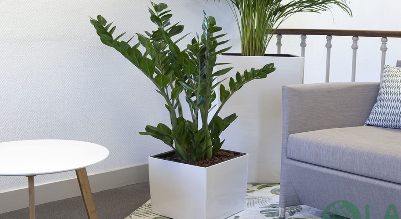 mẫu thiết kế cây xanh trong nhà mẫu thiết kế cây xanh trong nhà