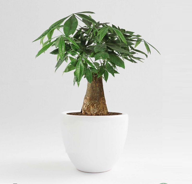 thiết kế cây xanh trong nhà thiết kế cây xanh trong nhà