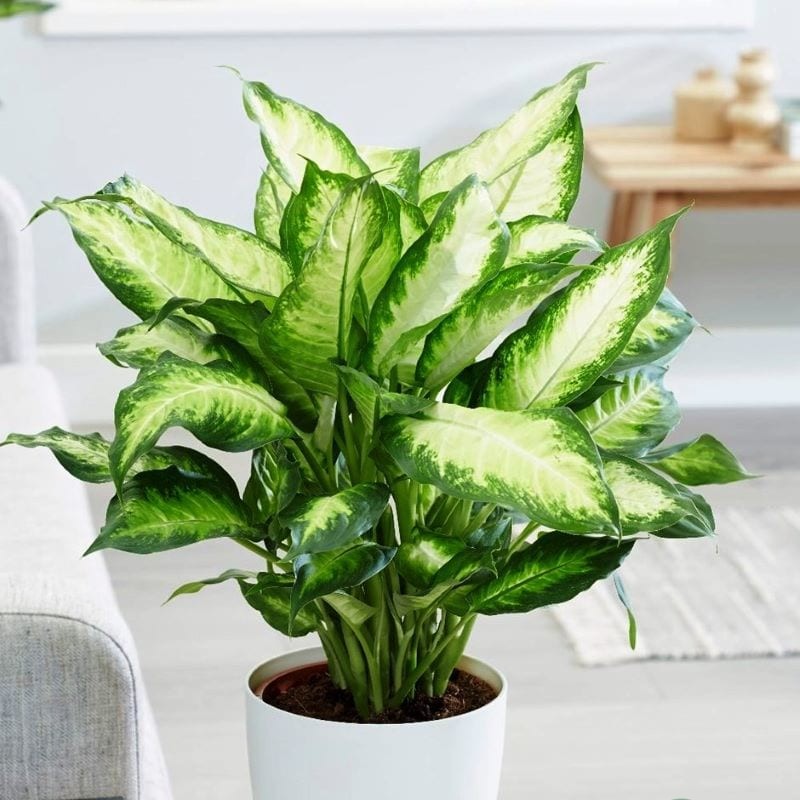 Trang trí cây cảnh trong nhà Trang trí cây cảnh trong nhà