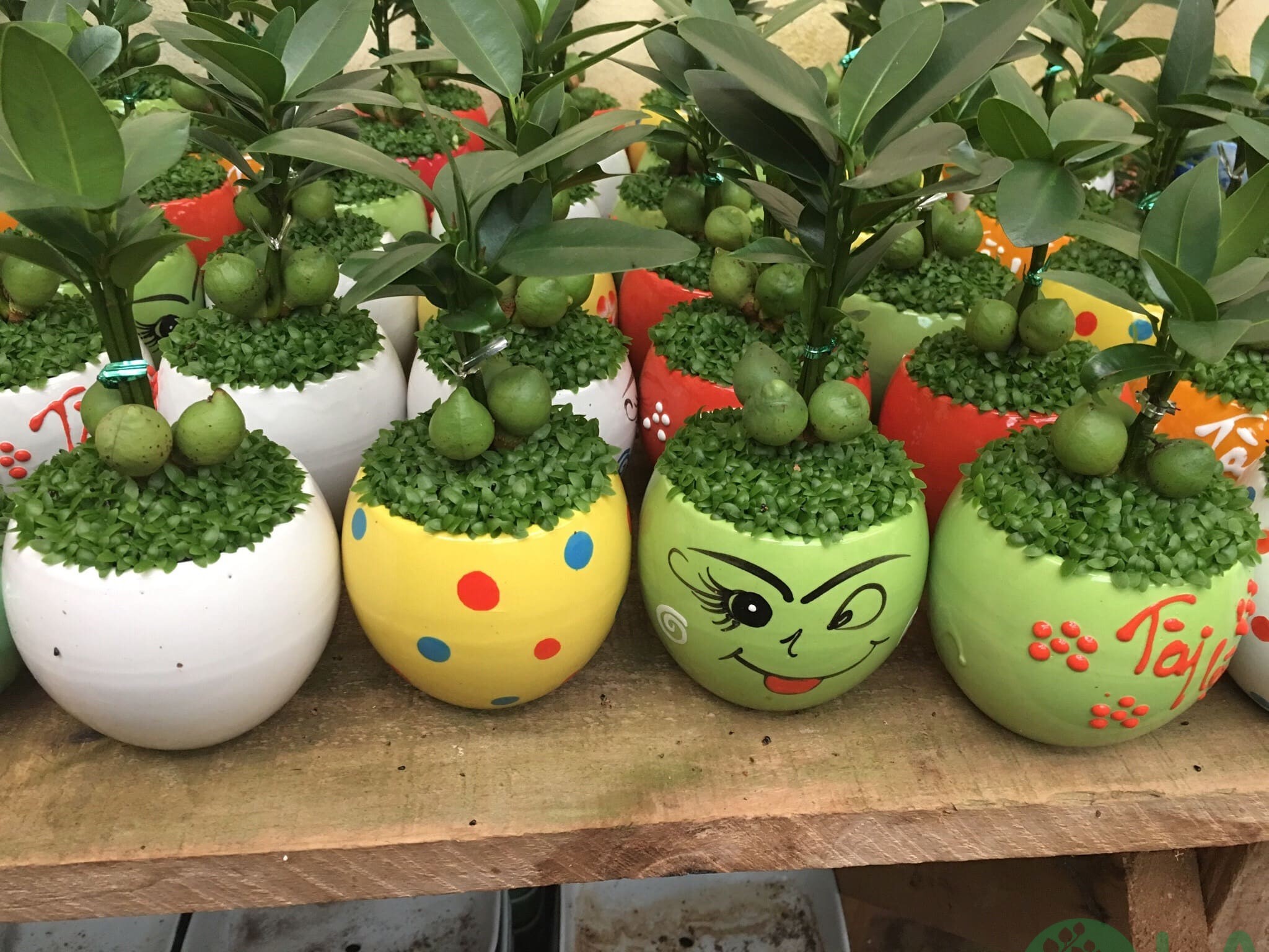 thiết kế cây xanh trong nhà thiết kế cây xanh trong nhà