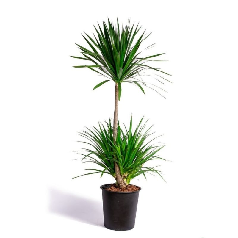 thiết kế cây xanh trong nhà thiết kế cây xanh trong nhà