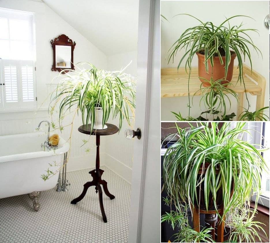 cây trang trí trong nhà cây trang trí trong nhà