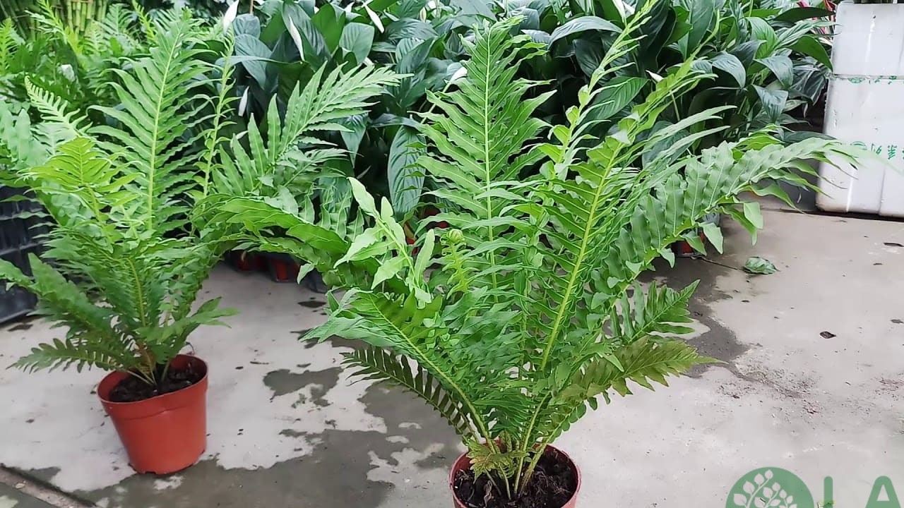 thiết kế cây xanh trong nhà thiết kế cây xanh trong nhà