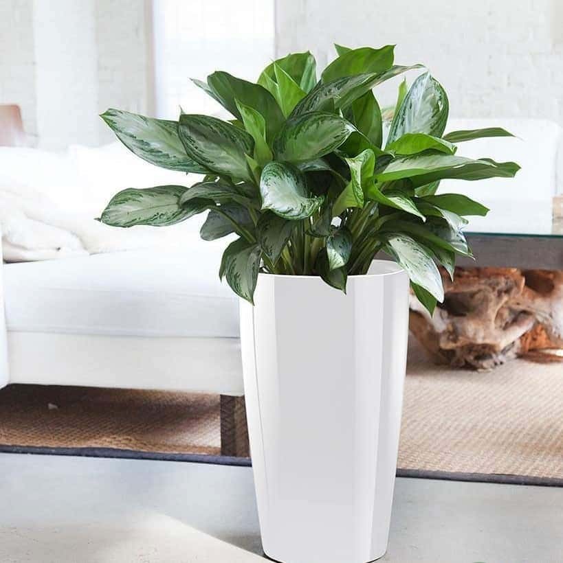 thiết kế cây xanh trong nhà thiết kế cây xanh trong nhà