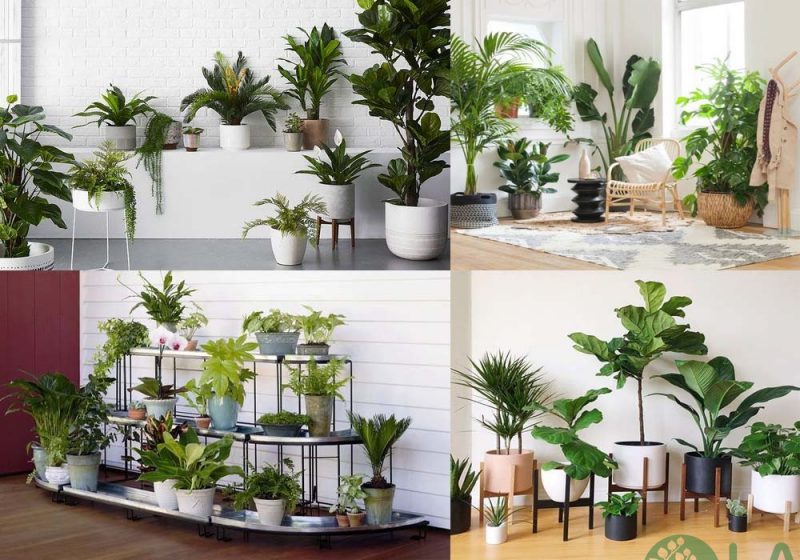 thiết kế cây xanh trong nhà thiết kế cây xanh trong nhà