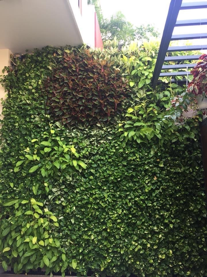 Thi công tường cây