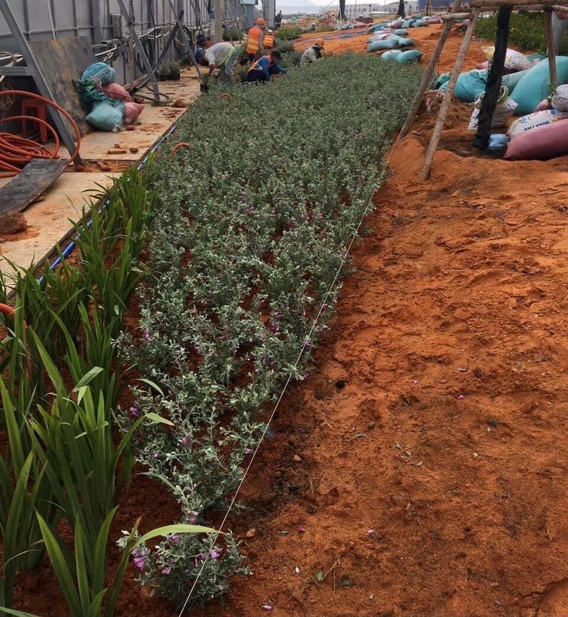 Thi công cảnh quan Avocado Retreat