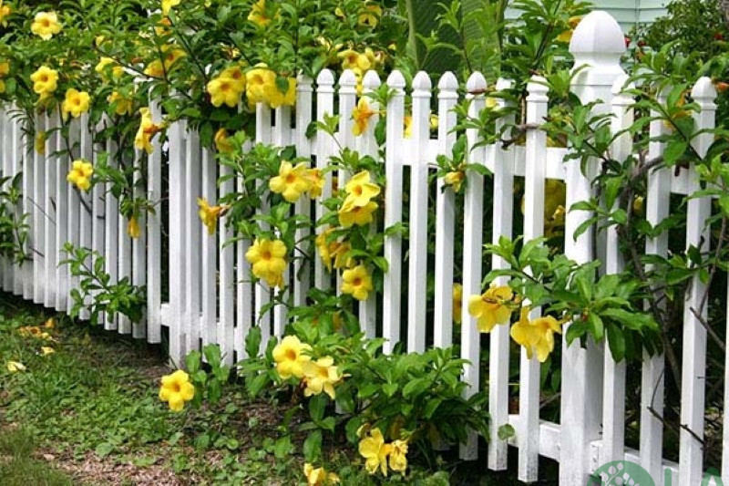 các loại cây trồng làm hàng rào đẹp