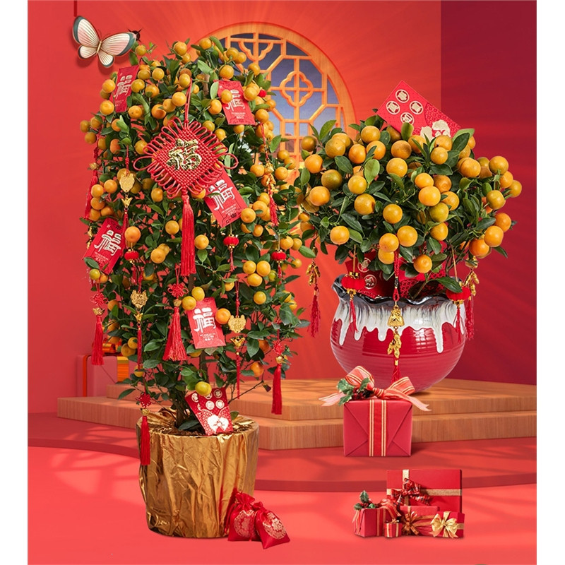 cây cảnh chơi tết cây cảnh chơi tết