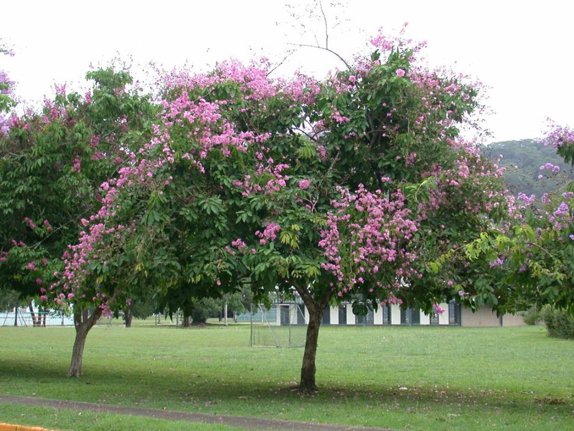 Cây hoa bằng lăng nước