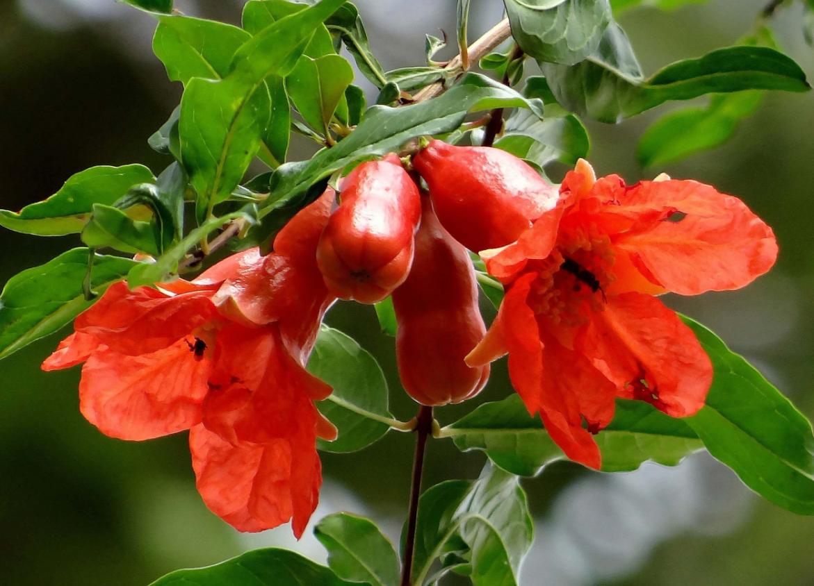 Hoa lựu và quả lựu mang nhiều ý nghĩa trong tình yêu và gia đình