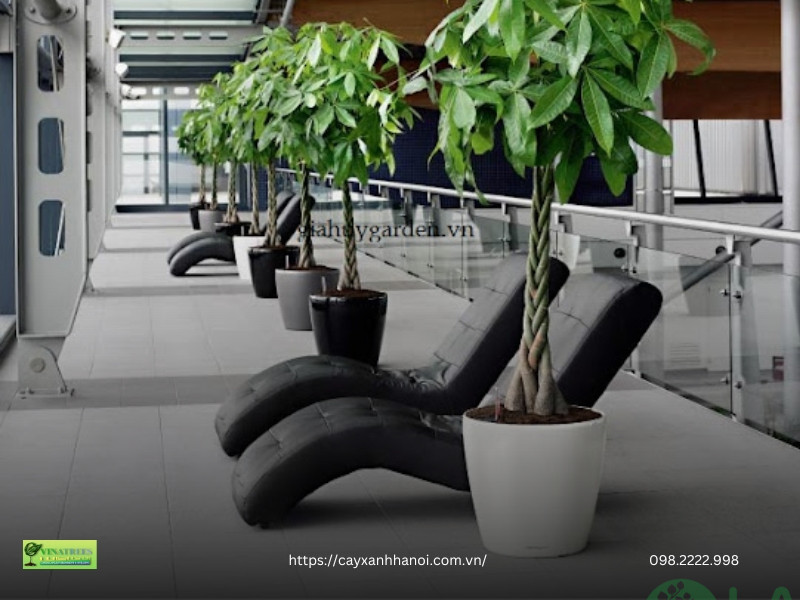 công ty cây xanh hà nội