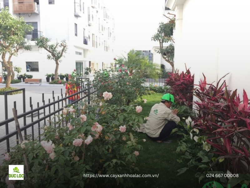 công ty cây xanh hà nội