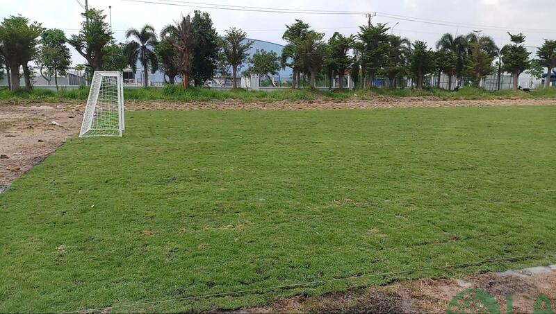 công ty cây xanh công ty cây xanh