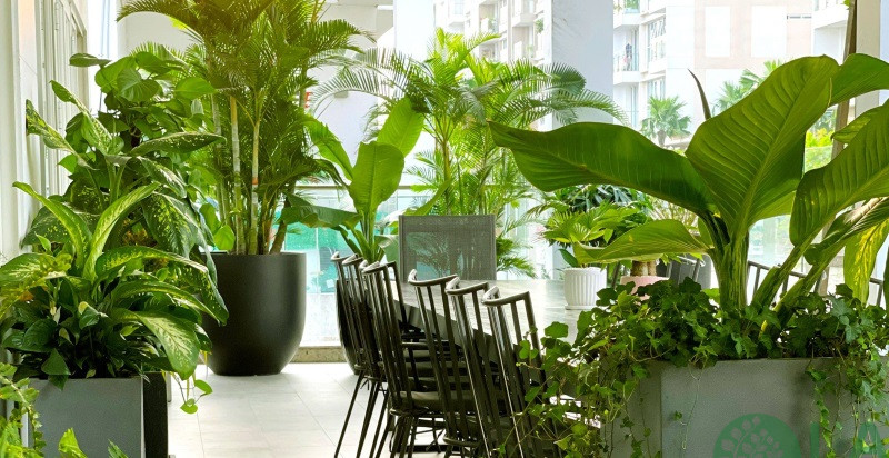 công ty cho thuê cây xanh văn phòng tphcm 