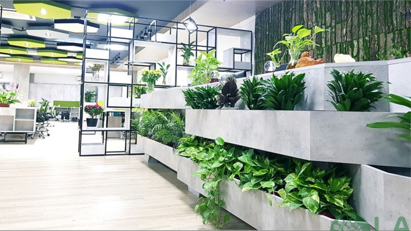 công ty cho thuê cây văn phòng tphcm 