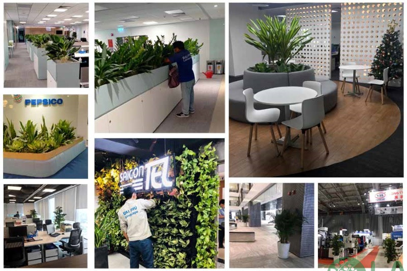 công ty cho thuê cây xanh văn phòng tphcm 