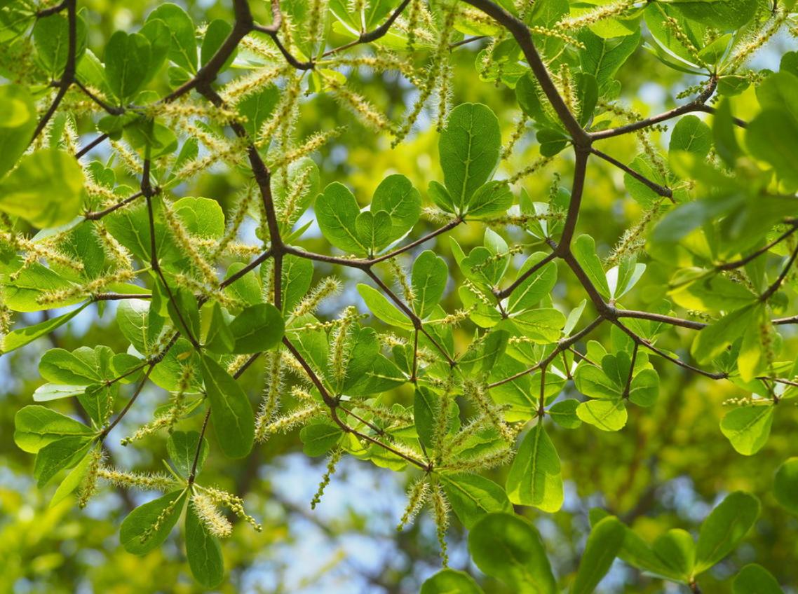 Đặc điểm cây bàng Đài Loan