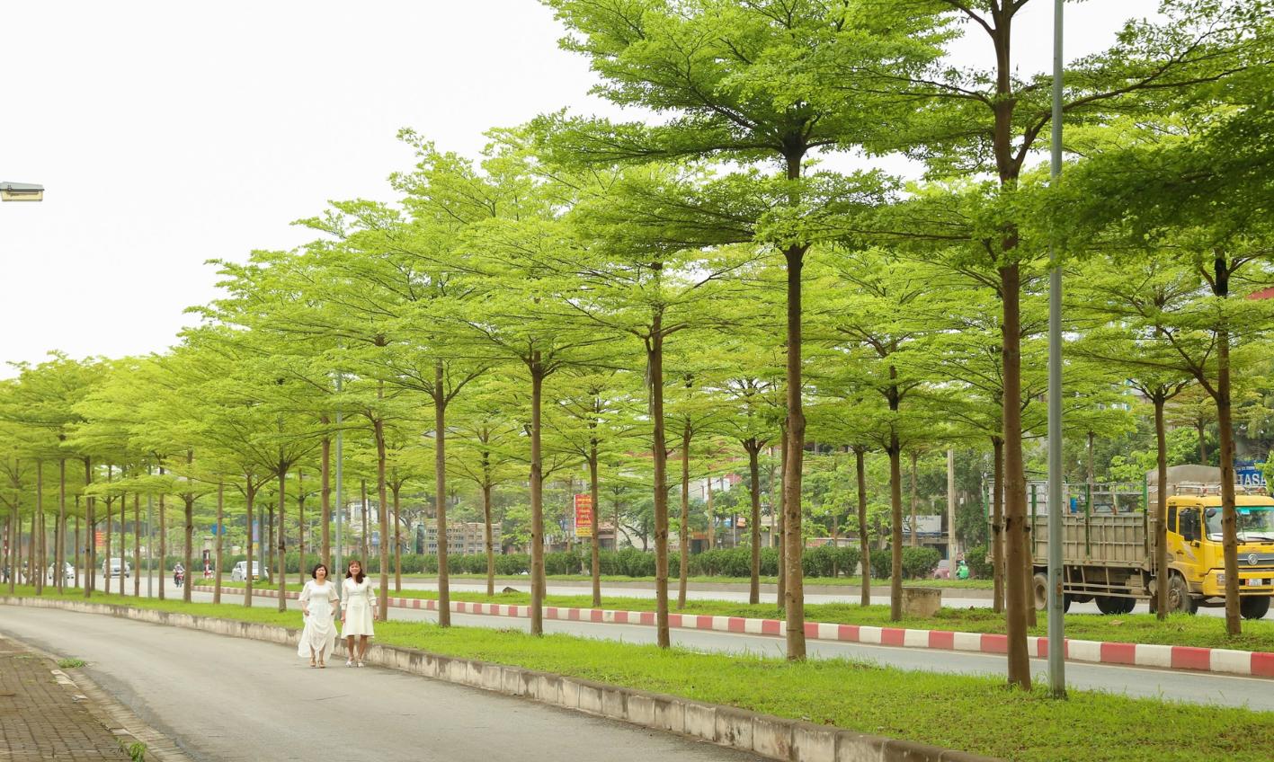 Ý nghĩa phong thủy khi trồng bàng