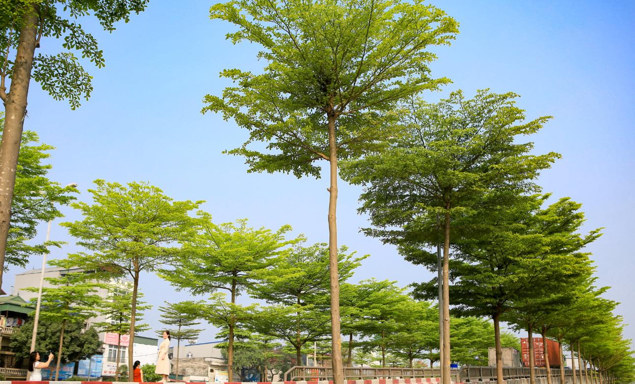 Ưu và nhược điểm khi trồng bàng Đài Loan 