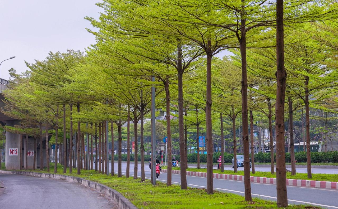 Cây bàng Đài Loan