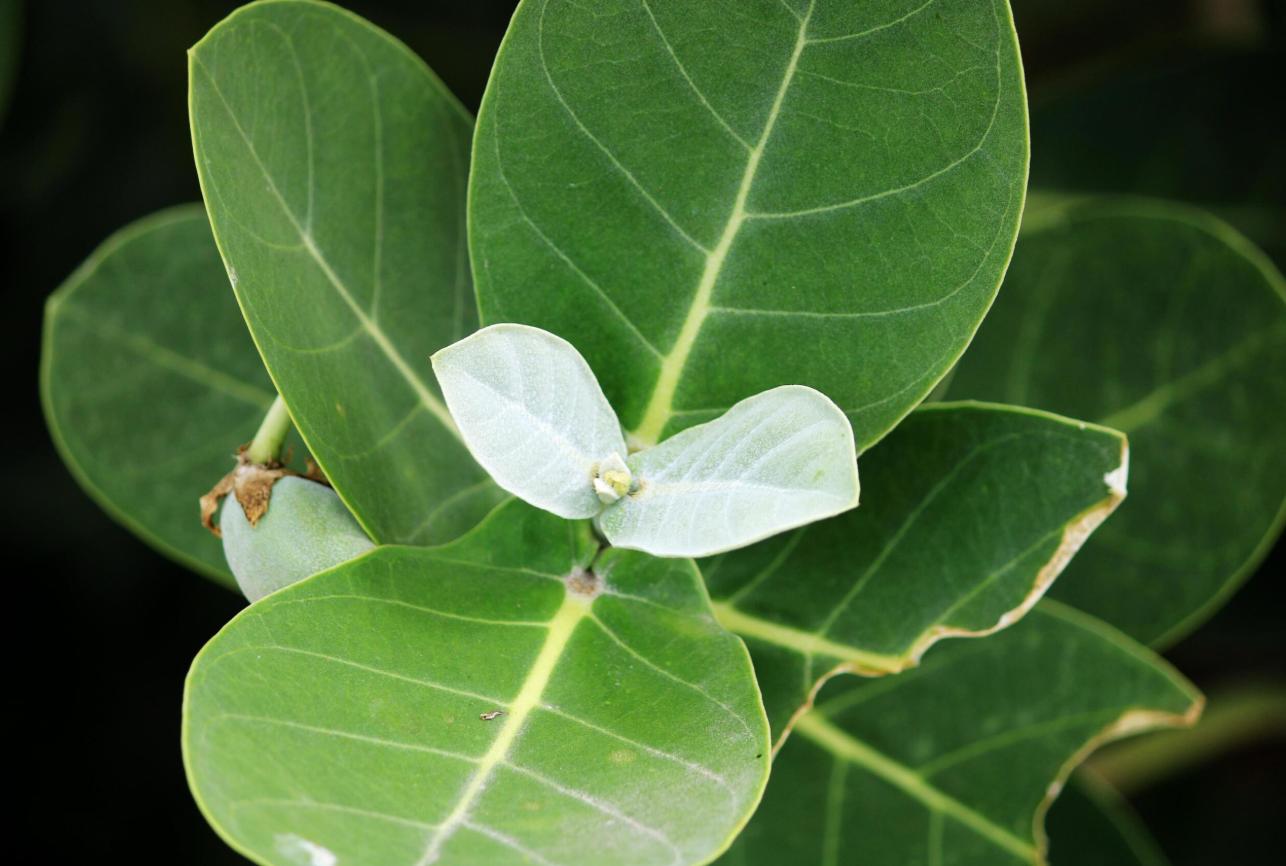 Đặc điểm về cây bàng biển 