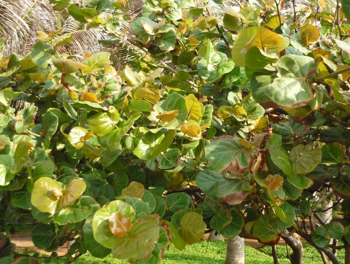 Công dụng và ý nghĩa của cây