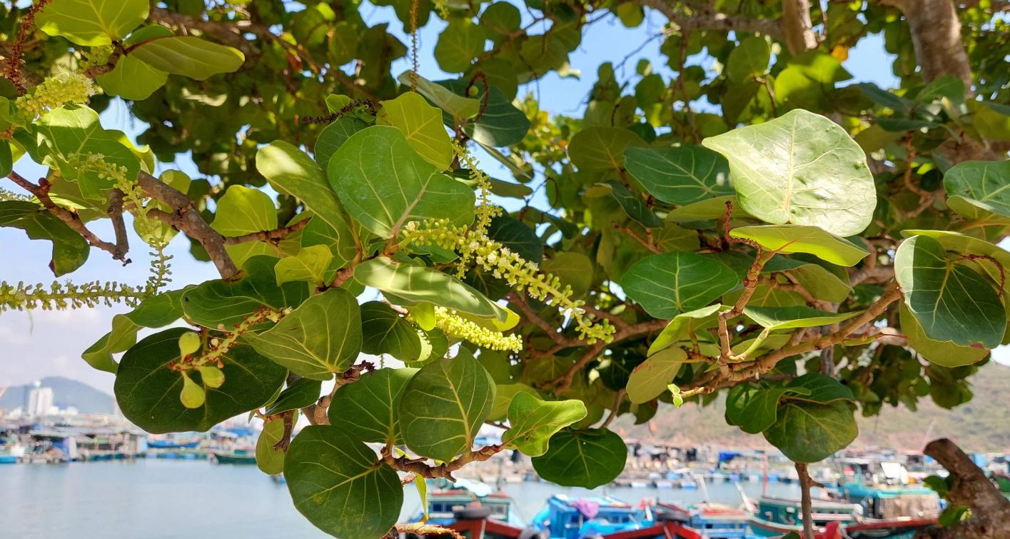 Lưu ý về cách trồng và chăm sóc cây bàng biển 