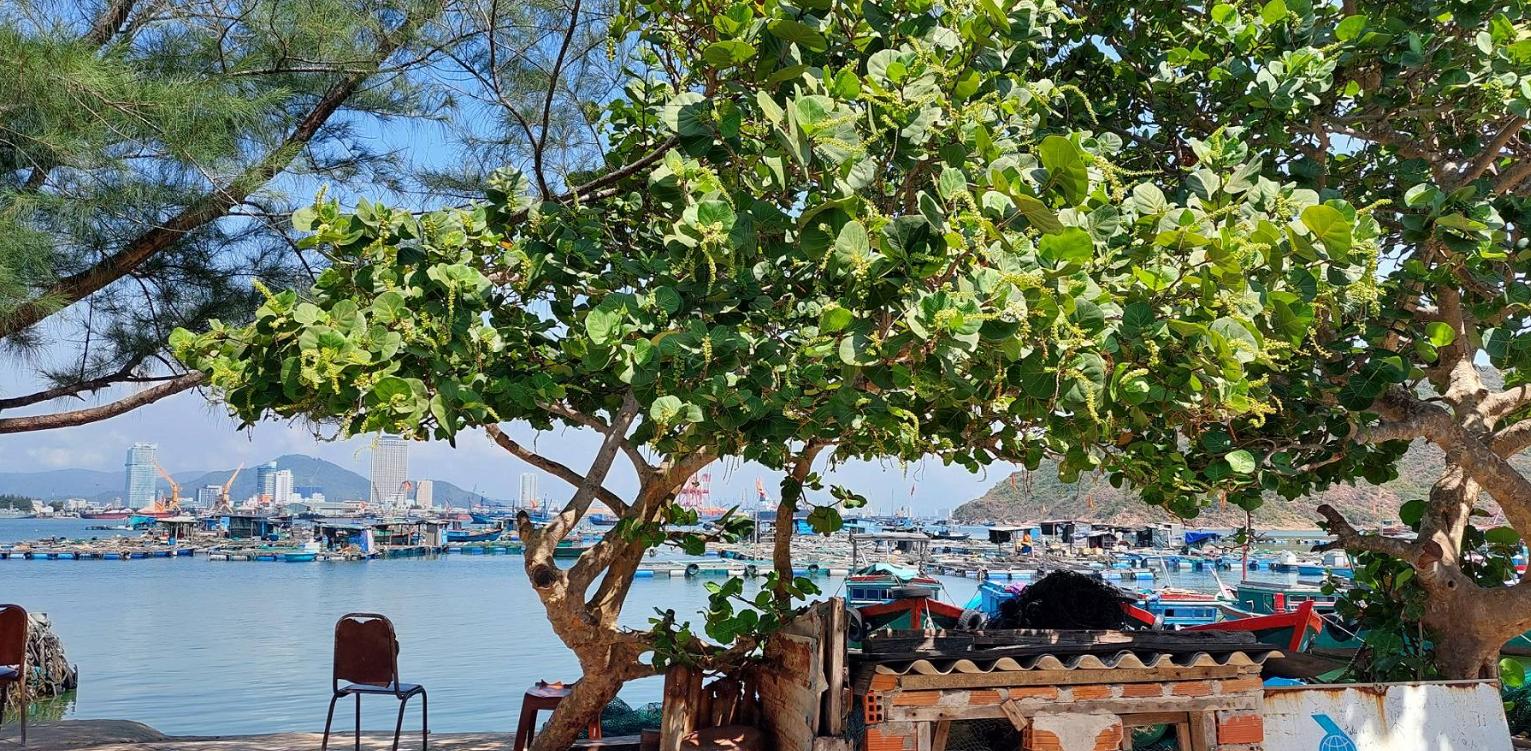 Vẻ đẹp của cây bàng biển