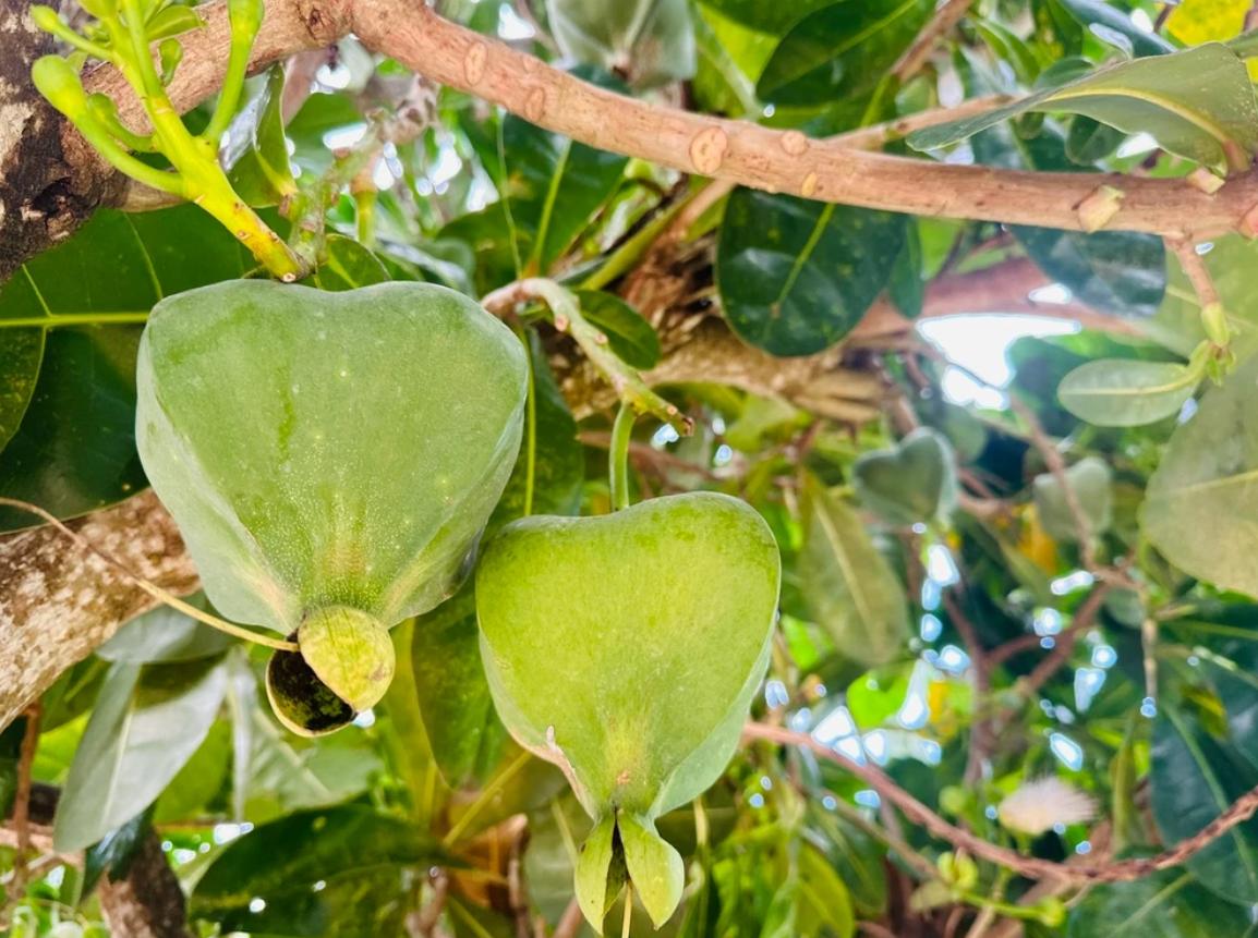 Quả bàng vuông là điểm nổi bật của cây