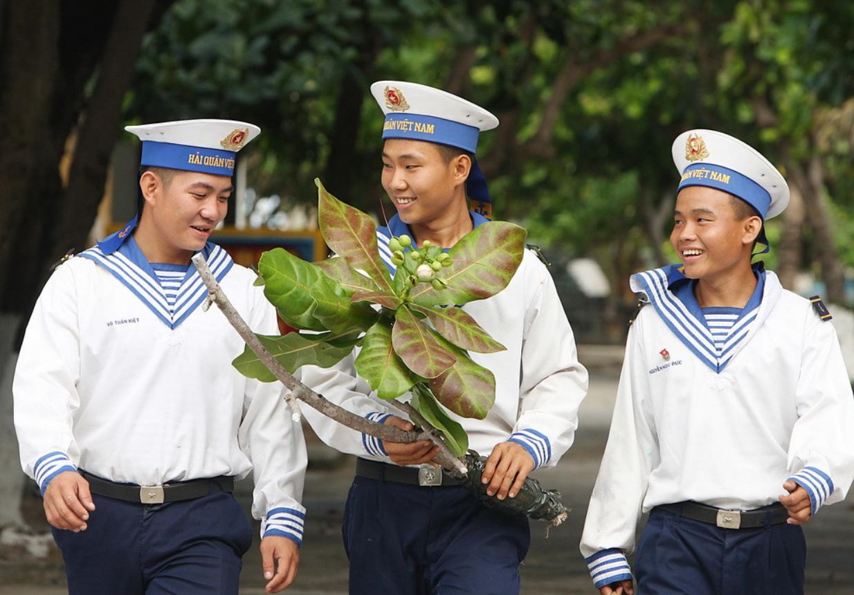 Cây bàng vuông có ý nghĩa và công dụng tuyệt vời