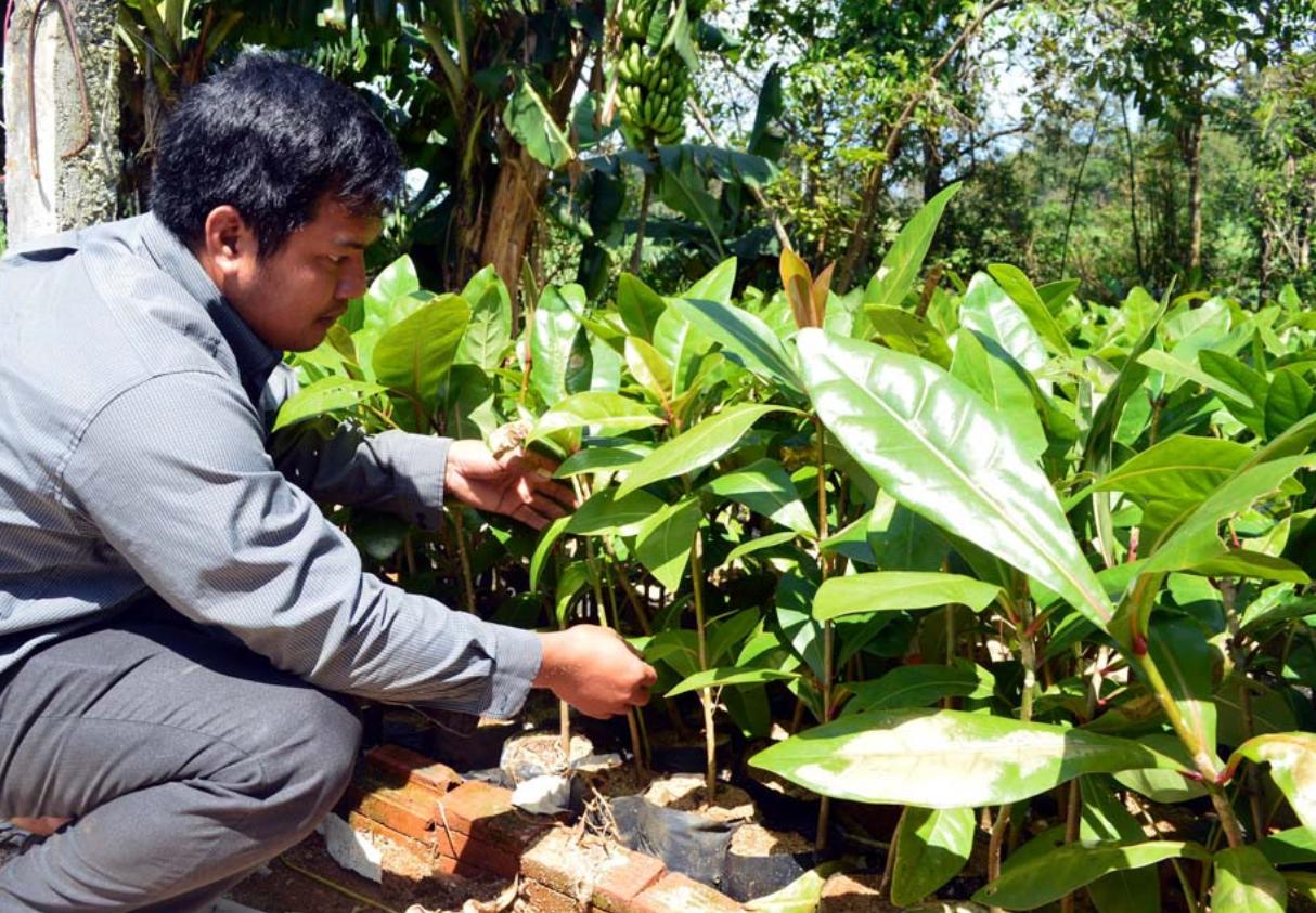 Cách trồng và chăm sóc cây bàng vuông