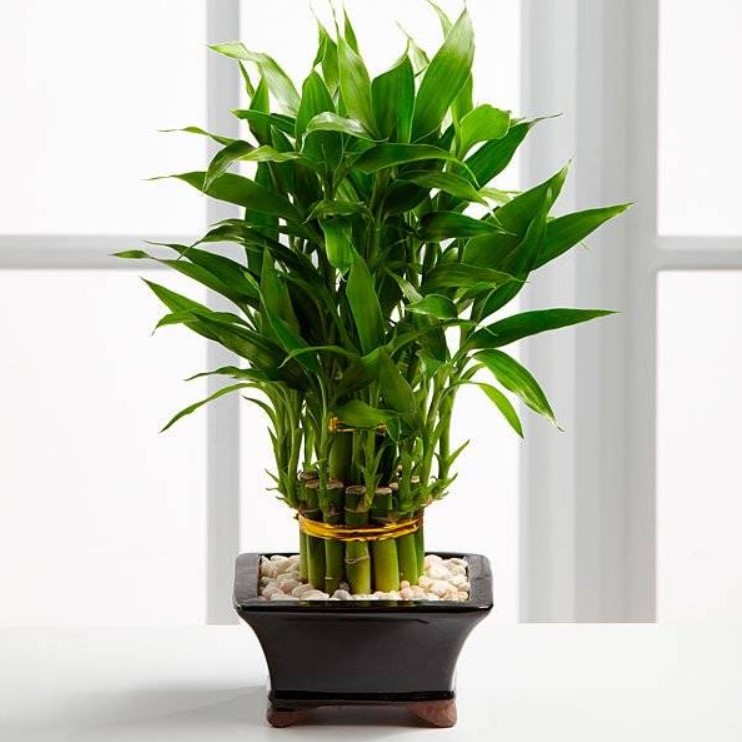 Cây Trúc Phú Quý