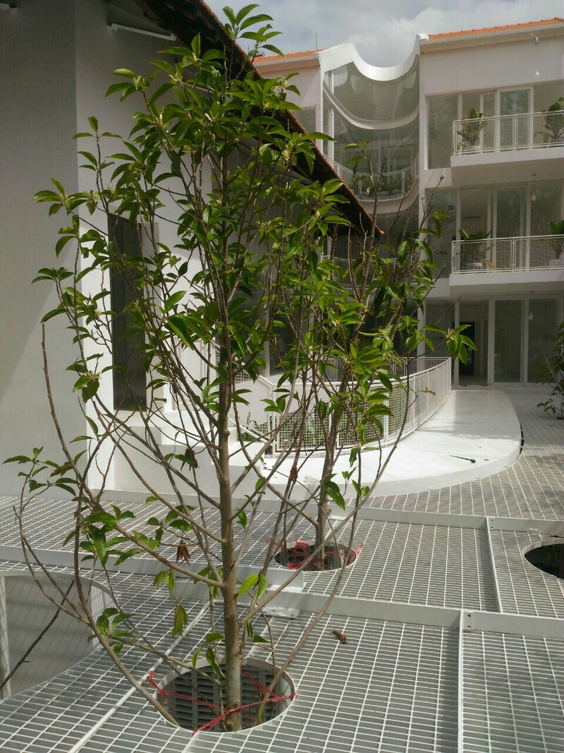 thi công cảnh quan nhà phố