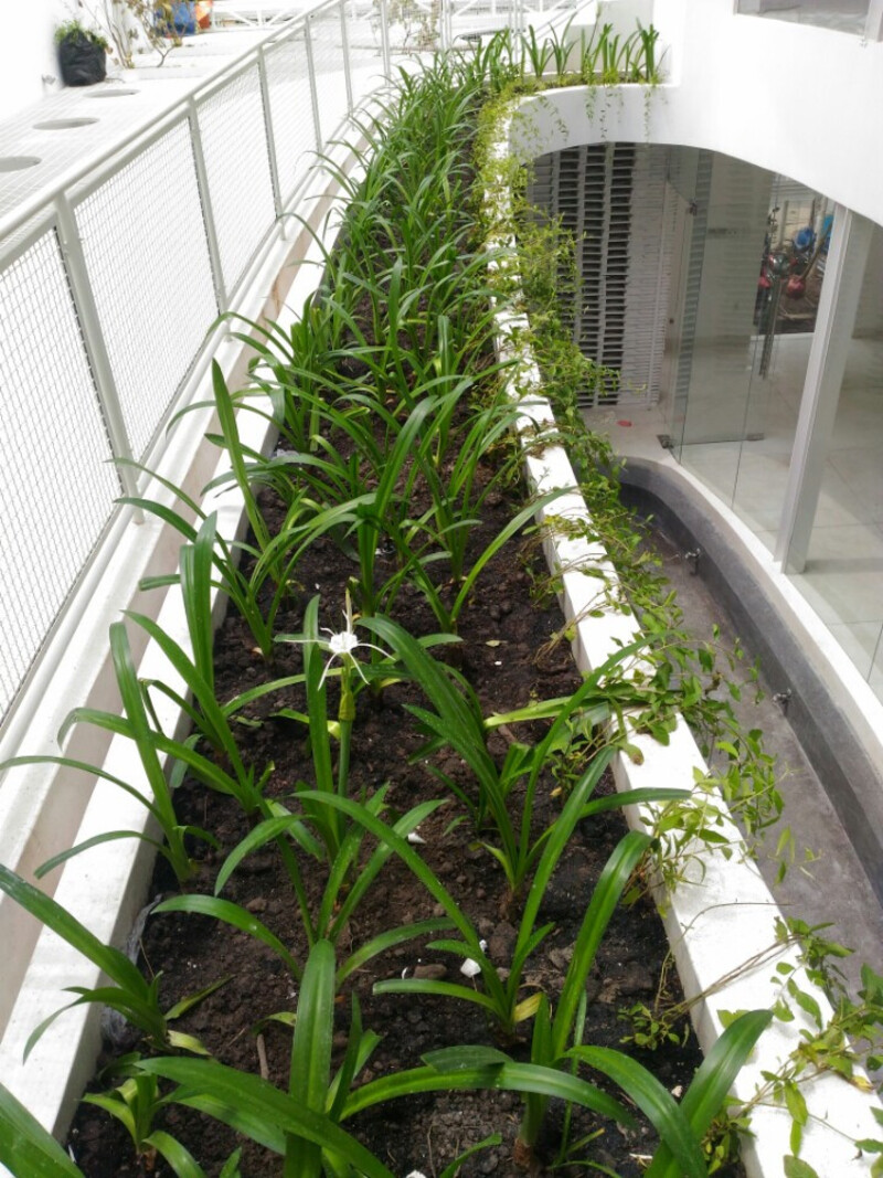 thi công cảnh quan nhà phố