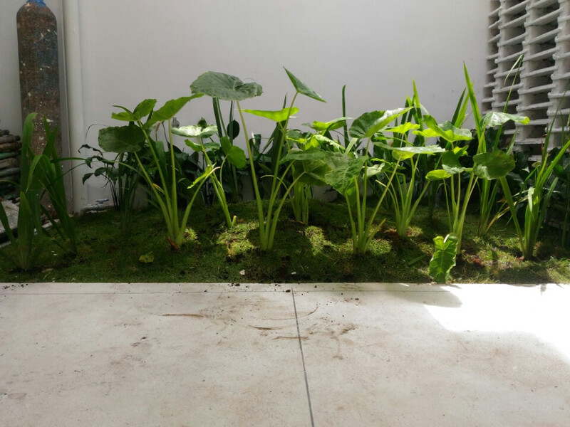 thi công cảnh quan nhà phố