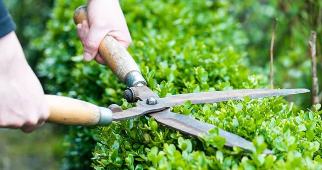 bảo dưỡng cảnh quan